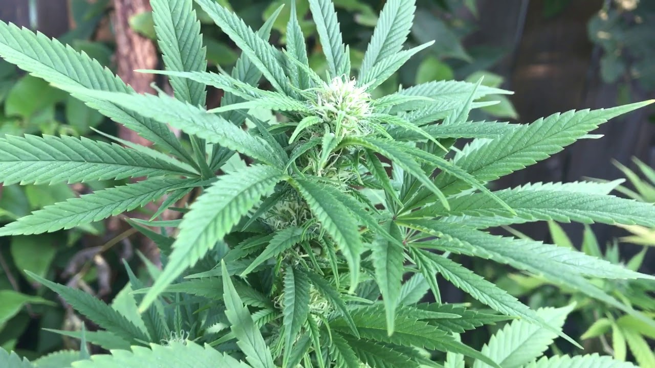 Dinafem Blue Cheese, Feminized