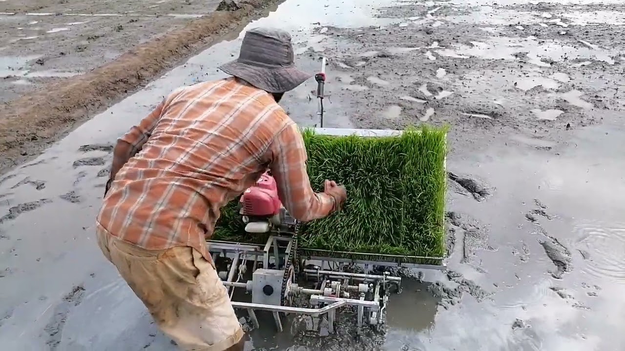 ගොයම් පැළ සිටුවන අලුත්ම තාක්ෂණය-Paddy transplanting in Sri Lanka