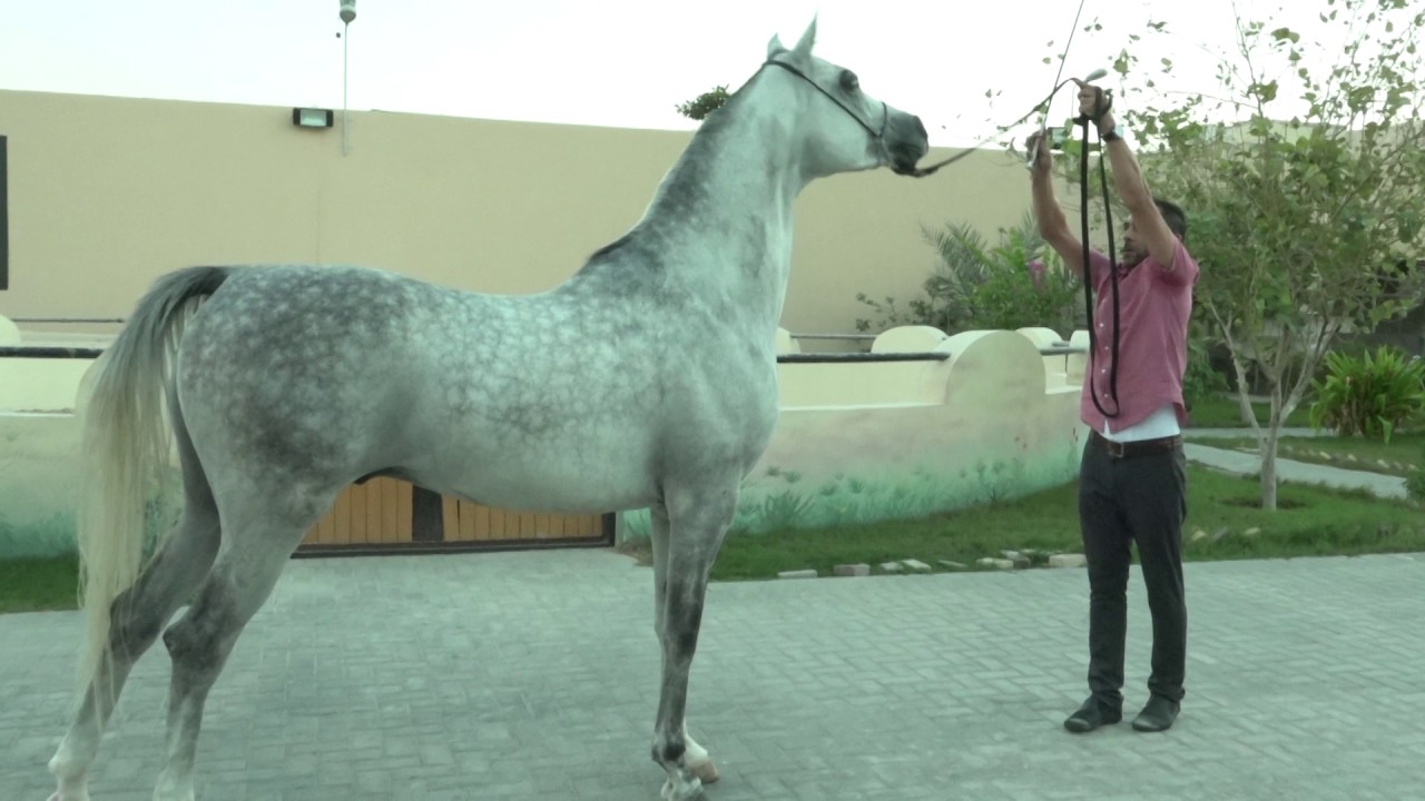أولى حلقات برنامج فروسية البحرين (خيل الجمال)2016
