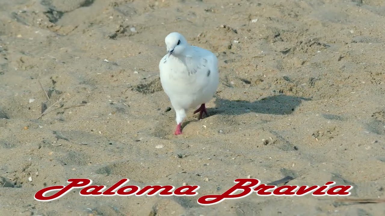 PALOMA BRAV&Iacute;A y SU CANTO Aves de Espa&ntilde;a EL ROMPIDO y desembocadura del R&Iacute;O PIEDRAS (Huelva)