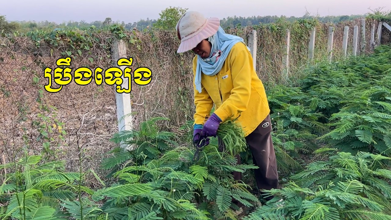 ប្រឹងឡើងៗ