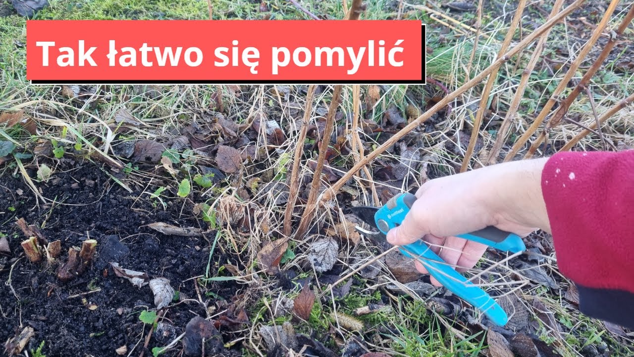 Tych malin nie wycinaj. Tak łatwo się pomylić !