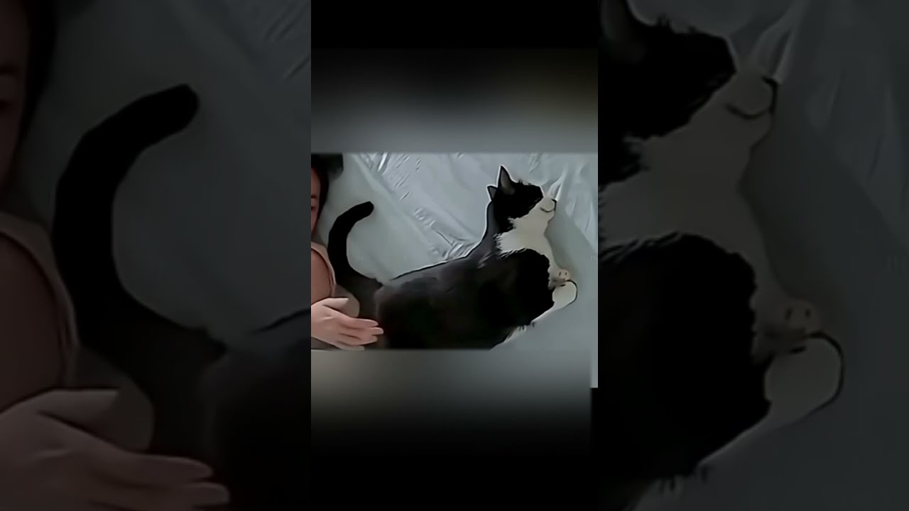 a cat parent can feel this fear🙂 #viralshort #pets