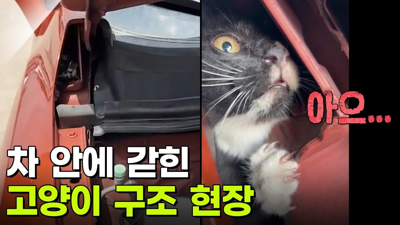 ‘너가 왜 거기서 나와?’ 차 안에 갇힌 고양이 구조 현장 [리얼 카메라 진실의 눈] | KBS 251024 방송