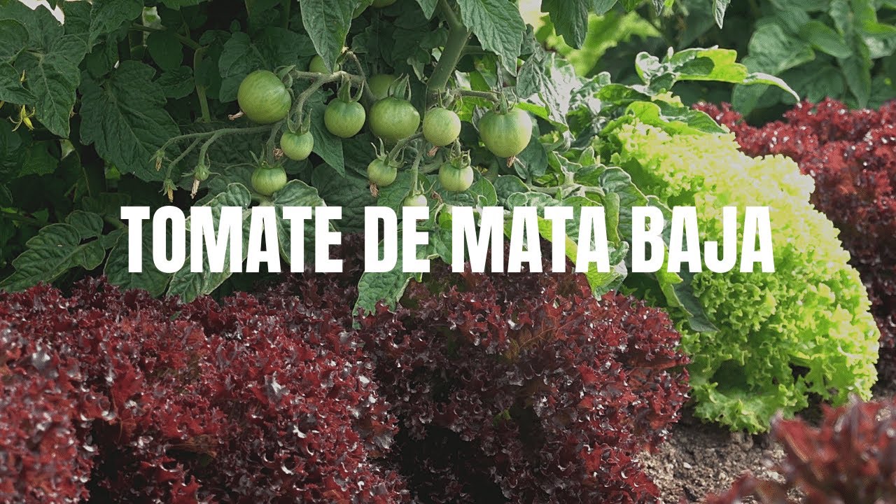 TOMATE DE MATA BAJA | Siembra, Almácigo, Repicado y Plantación