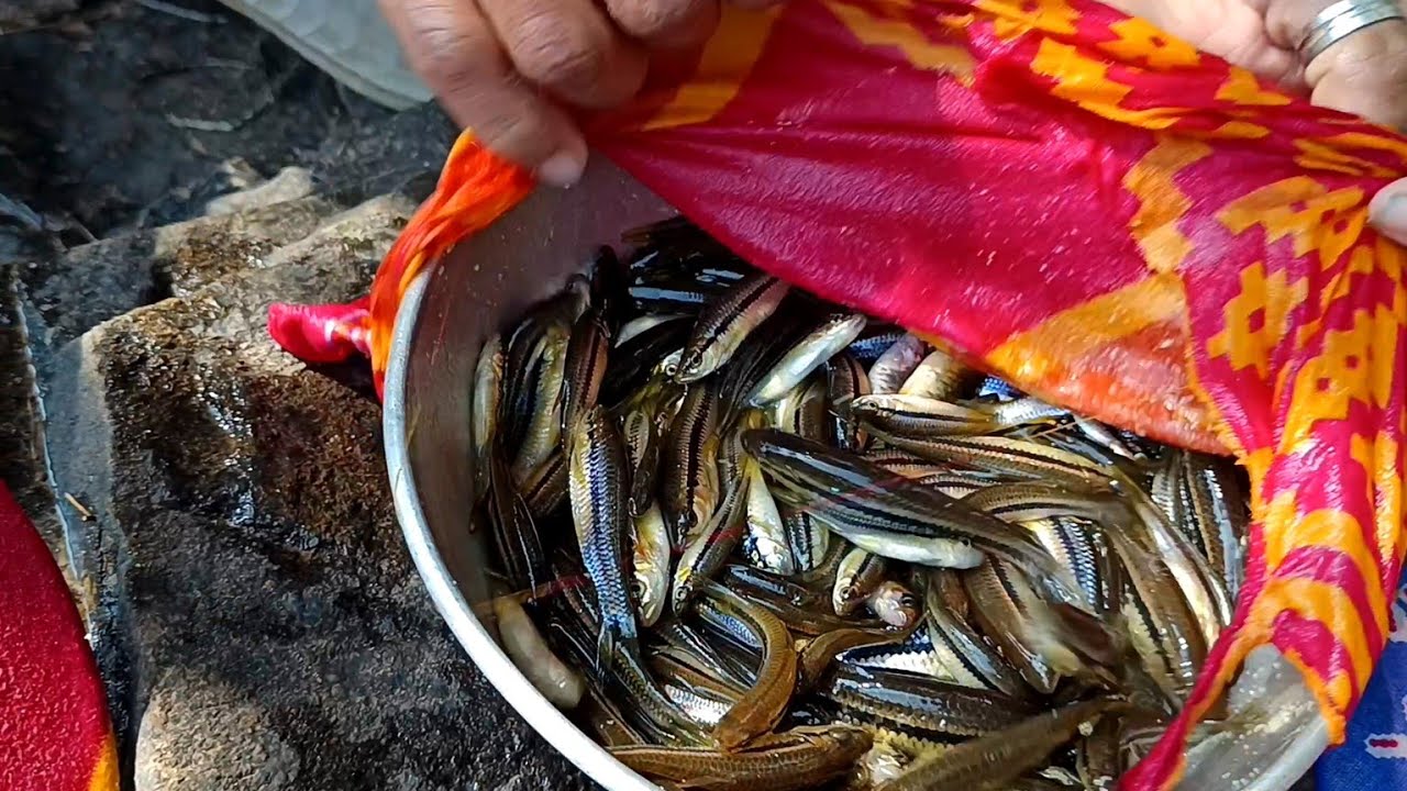Fish Cathing in 10 Minutes | Plate Fishing in Jungle River | New Technique for River Fishing