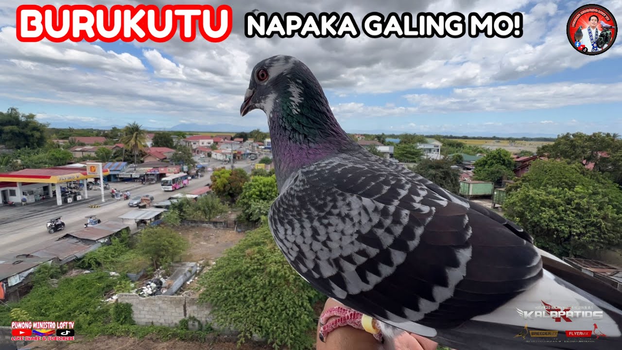 EP1260 KALAPATI BATCHER SAVER SI BURUKUTU SHEEES!