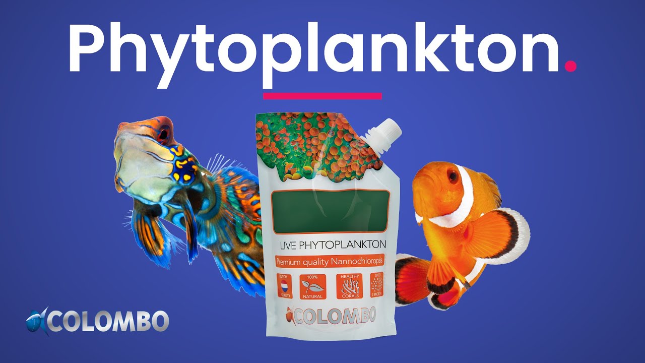 Colombo Marine Live Phytoplankton