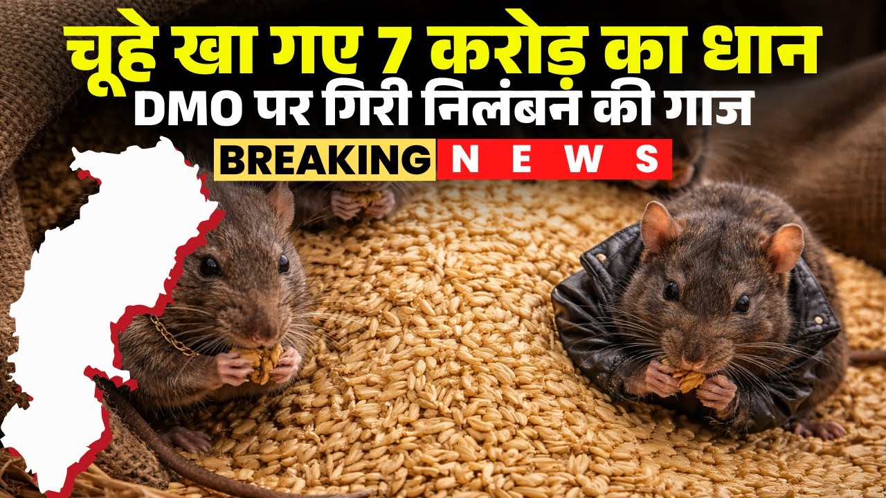 Kawardha Dhan Ghotala: चूहा खा गया 7 करोड़ का धान। धान शॉर्टेज पर बयान देने वाले DMO पर गिरी गाज