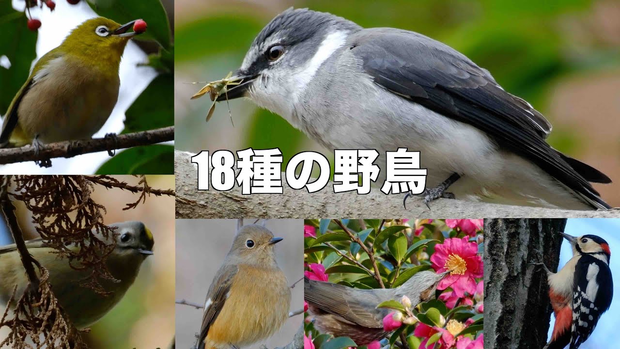 12月28日 水元公園人気の野鳥勢揃い