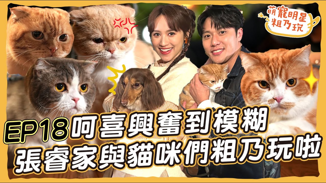 [SUB] EP18 張睿家與貓咪們粗乃玩啦！ 呵喜興奮到模糊 寵物按摩好失控 Sandy崩潰 連老師都hold不住啦【 萌寵明星粗乃玩 】@haveapetday
