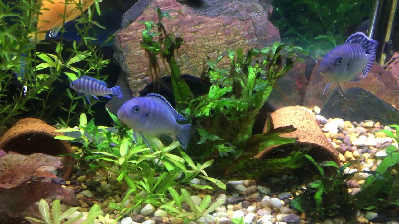 Angel fish and African cichlids fish