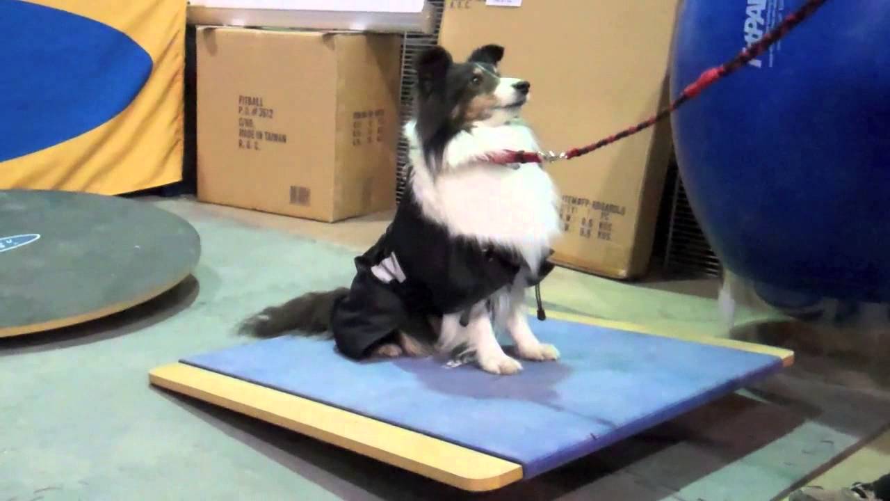 FitPAWS® Equipment for Canine Fitness