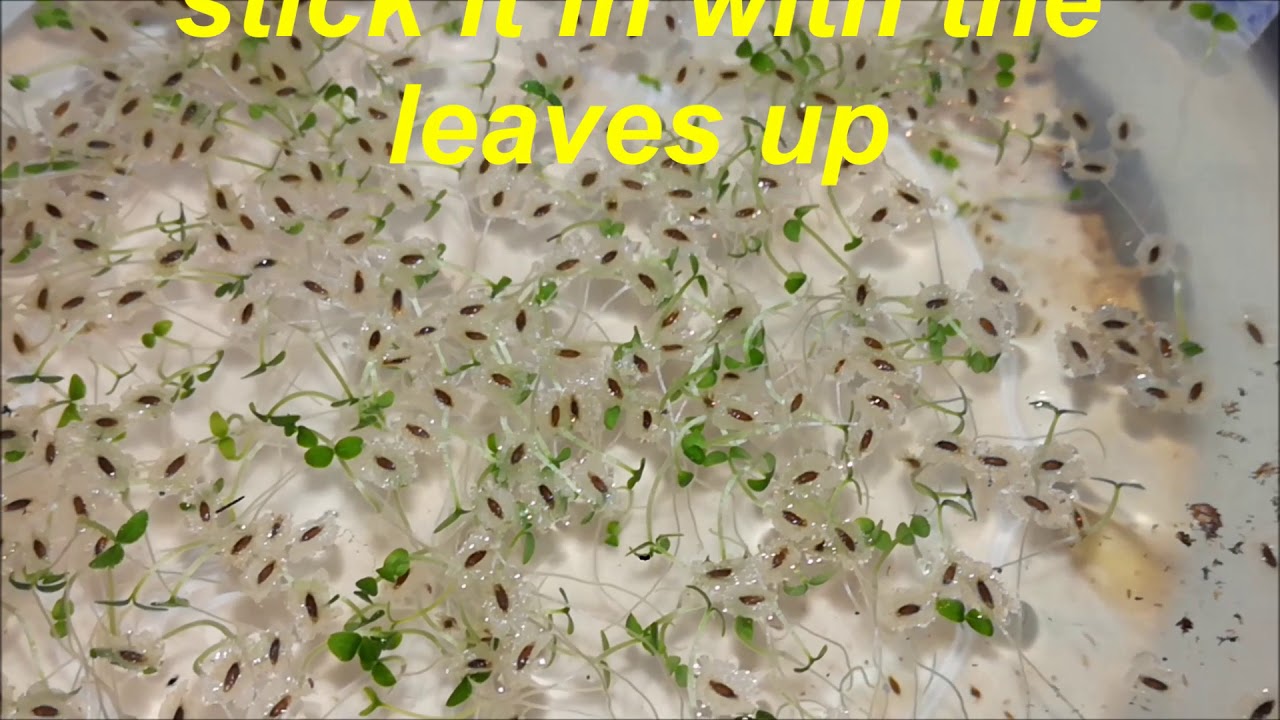 How to grow paulownia tree from seed
