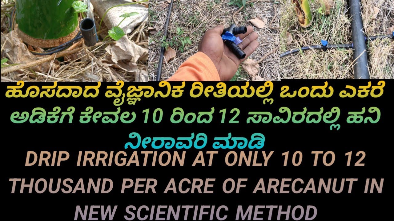 ಹೊಸದಾದ ವೈಜ್ಞಾನಿಕ ರೀತಿಯಲ್ಲಿ ಒಂದು ಎಕರೆ ಅಡಿಕೆಗೆ ಕೇವಲ 10 ರಿಂದ 12 ಸಾವಿರದಲ್ಲಿ ಹನಿ ನೀರಾವರಿ ಮಾಡಿ #drip