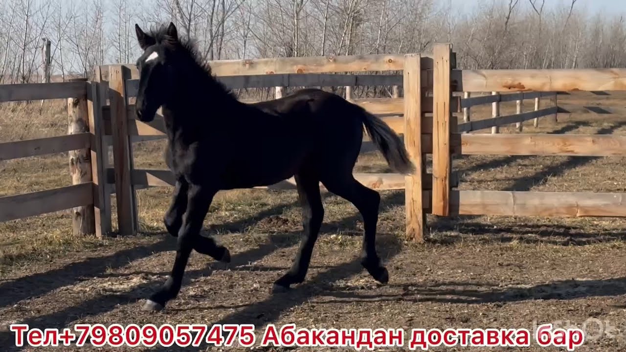 Абакандан кулундар сатылат. Заказ кылчулар  байланышкыла доставка болот. 