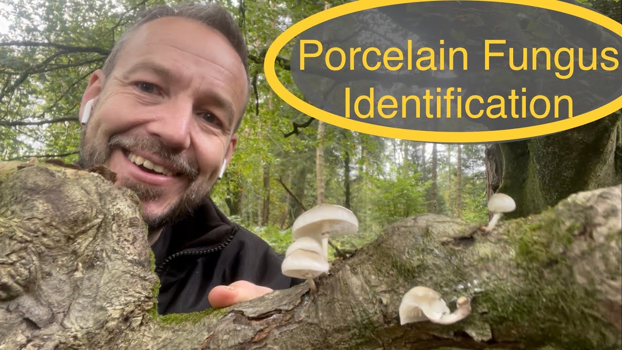 How to find and identify the porcelain fungus Oudemansiella mucida
