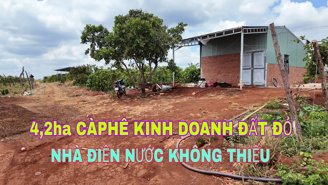 Nhượng lại 4,2ha càphê đất đỏ nhà điện nước đầy đủ 