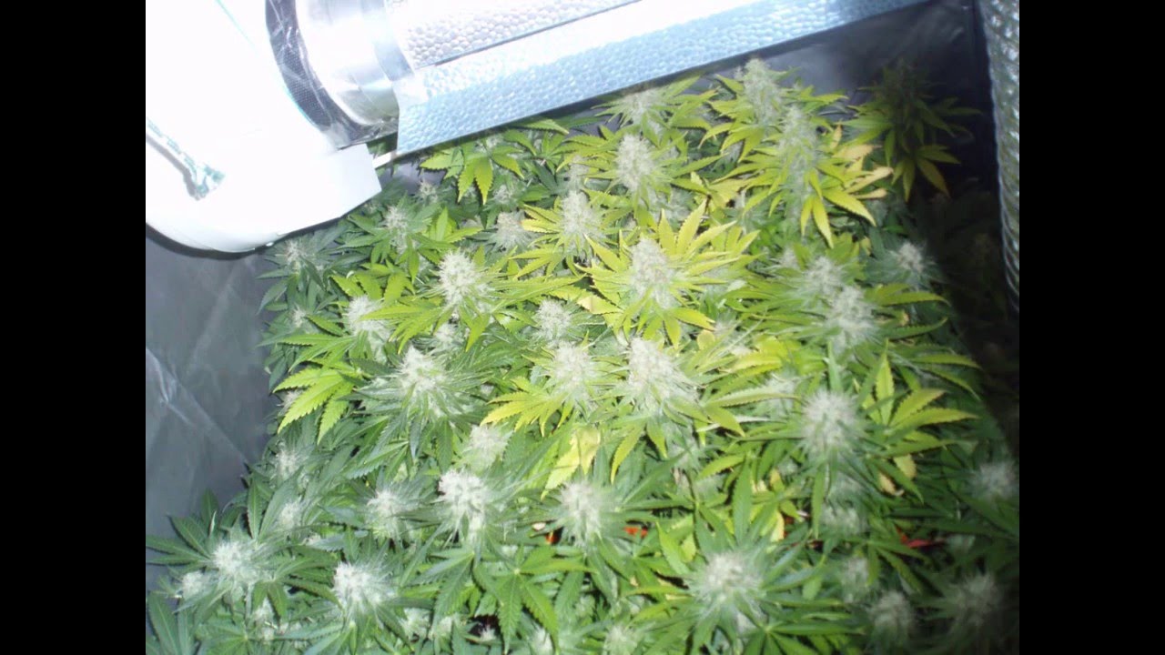 Critical, Auto BioDiesel Mass indoor 1&ordm;SCROG Advanced Seeds