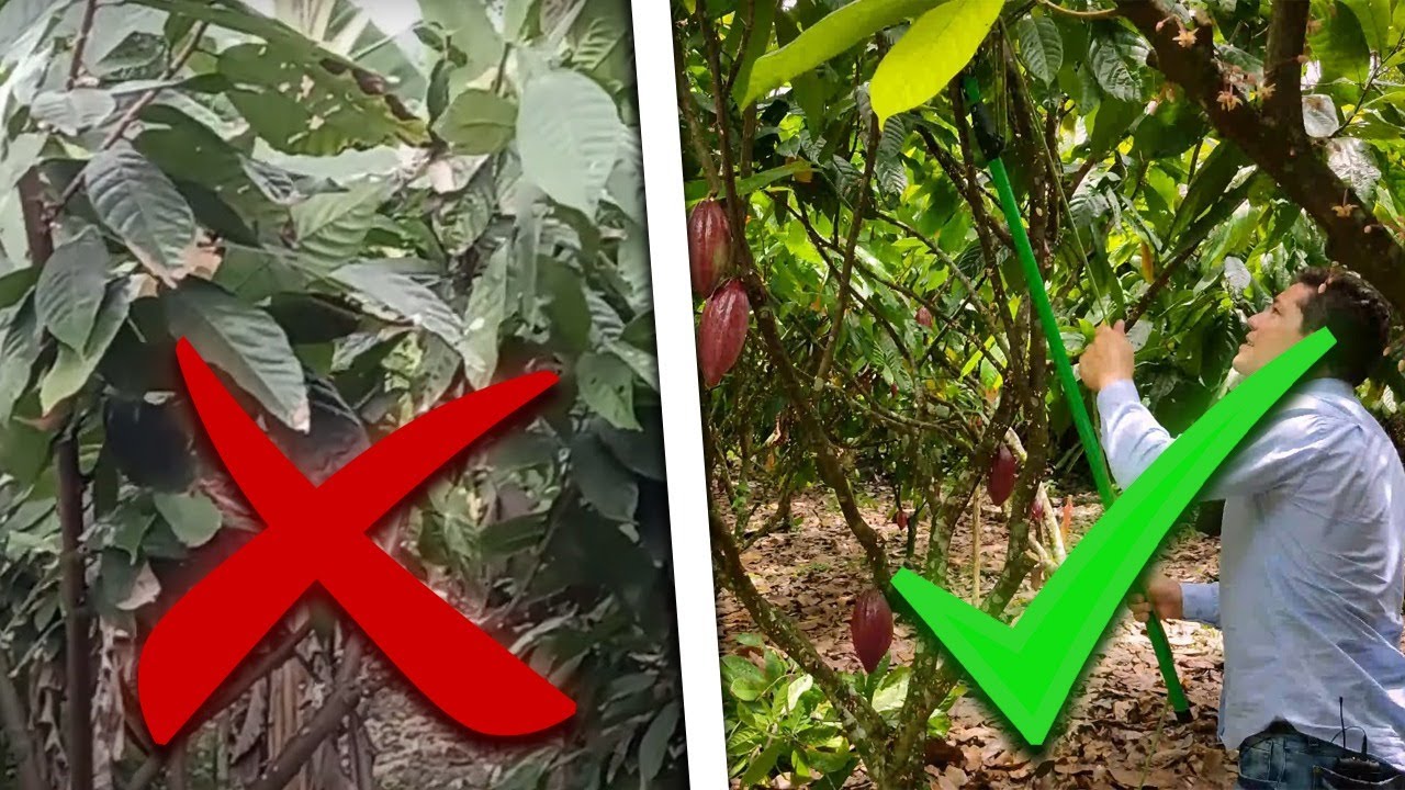 POSSO PODAR MEUS PÉS DE CACAU NA FLORAÇÃO?