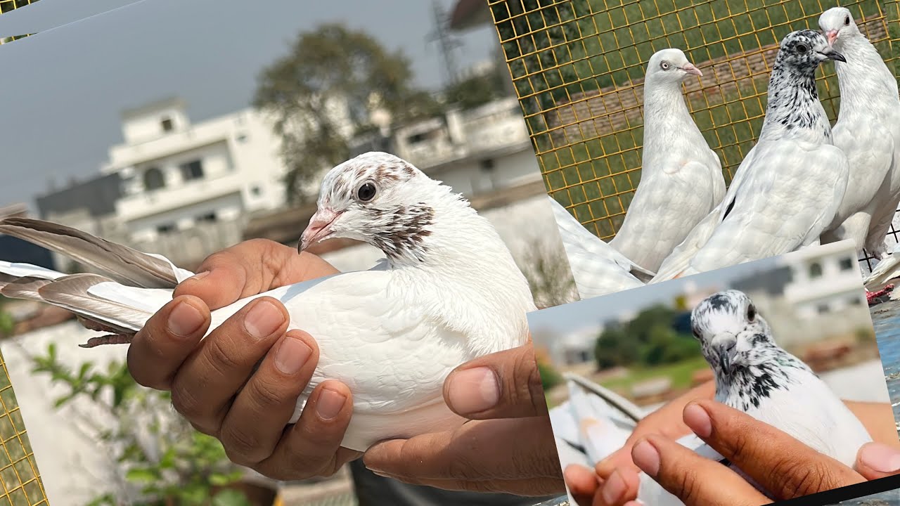 First preference, NRI Veer 🕊️full premium quality🕊️ high-end quality 📱7888416980
