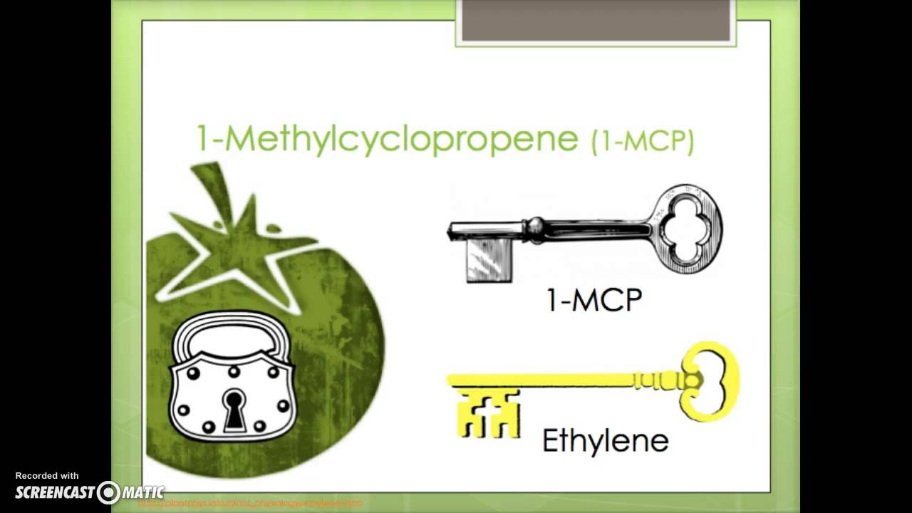 1-Methylcyclopropene