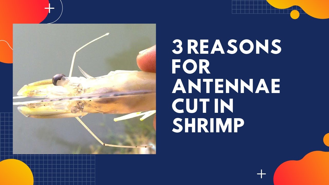 3 Reasons For Antennae Cut In Shrimp