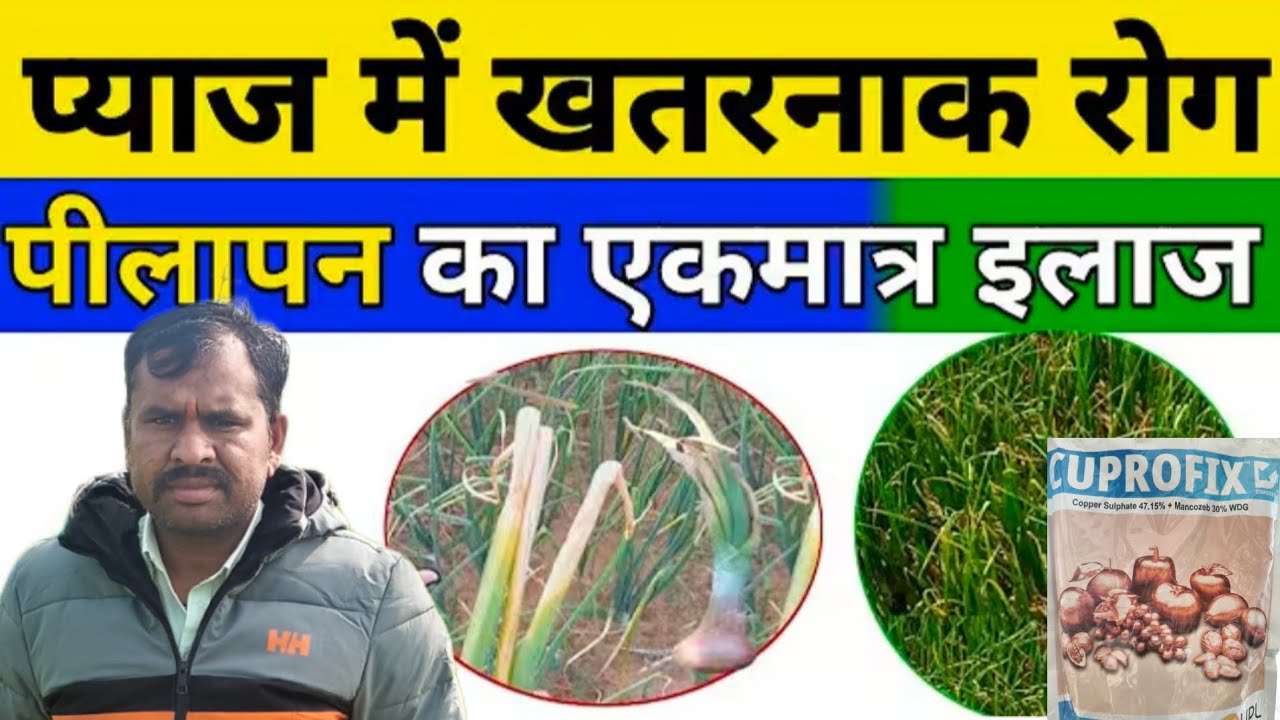 प्याज कि फसल में अधिक उत्पादन और थ्रीपस में पीलापन, झुलसा , मच्छर वाली मुख्य बीमारियों जलेबी रोग की