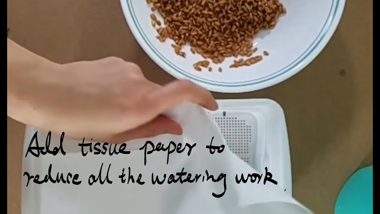 grow wheatgrass no soil only add water 1 time