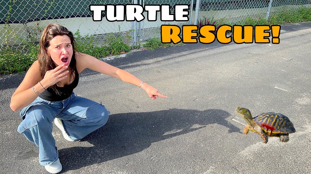 INJURED TURTLE FOUND ALL ALONE!