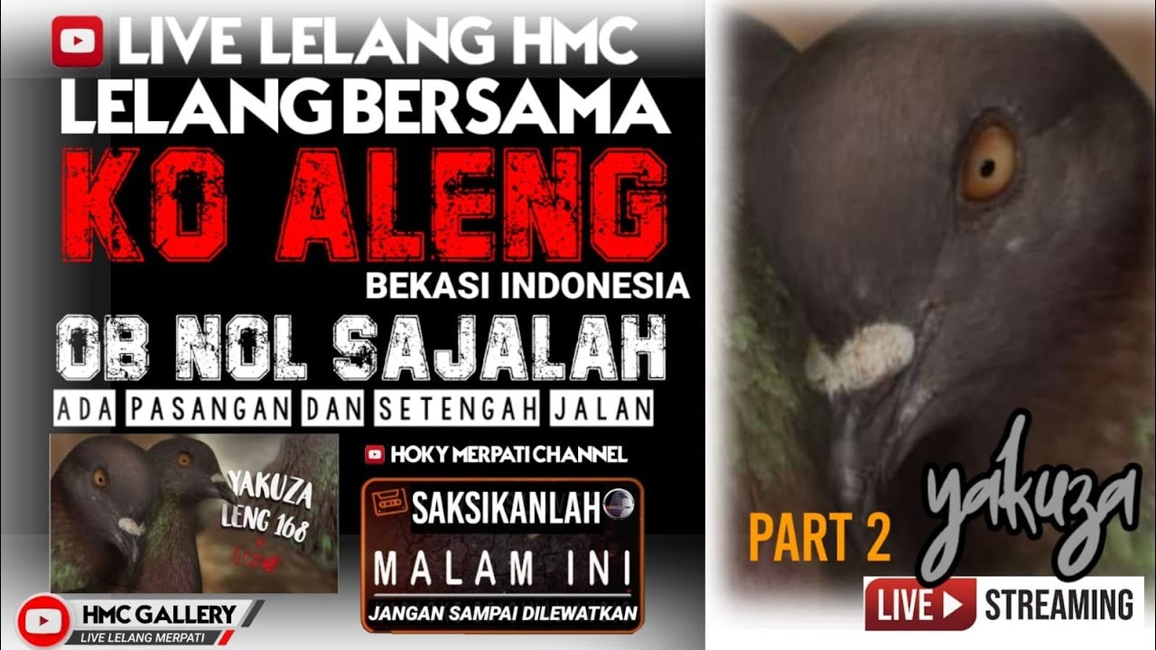 LIVE LELANG HMC//HOKY MERPATI CHANNEL//MERPATI KOLONG//MERPATI MEJA//MERPATI//LIVE LELANG
