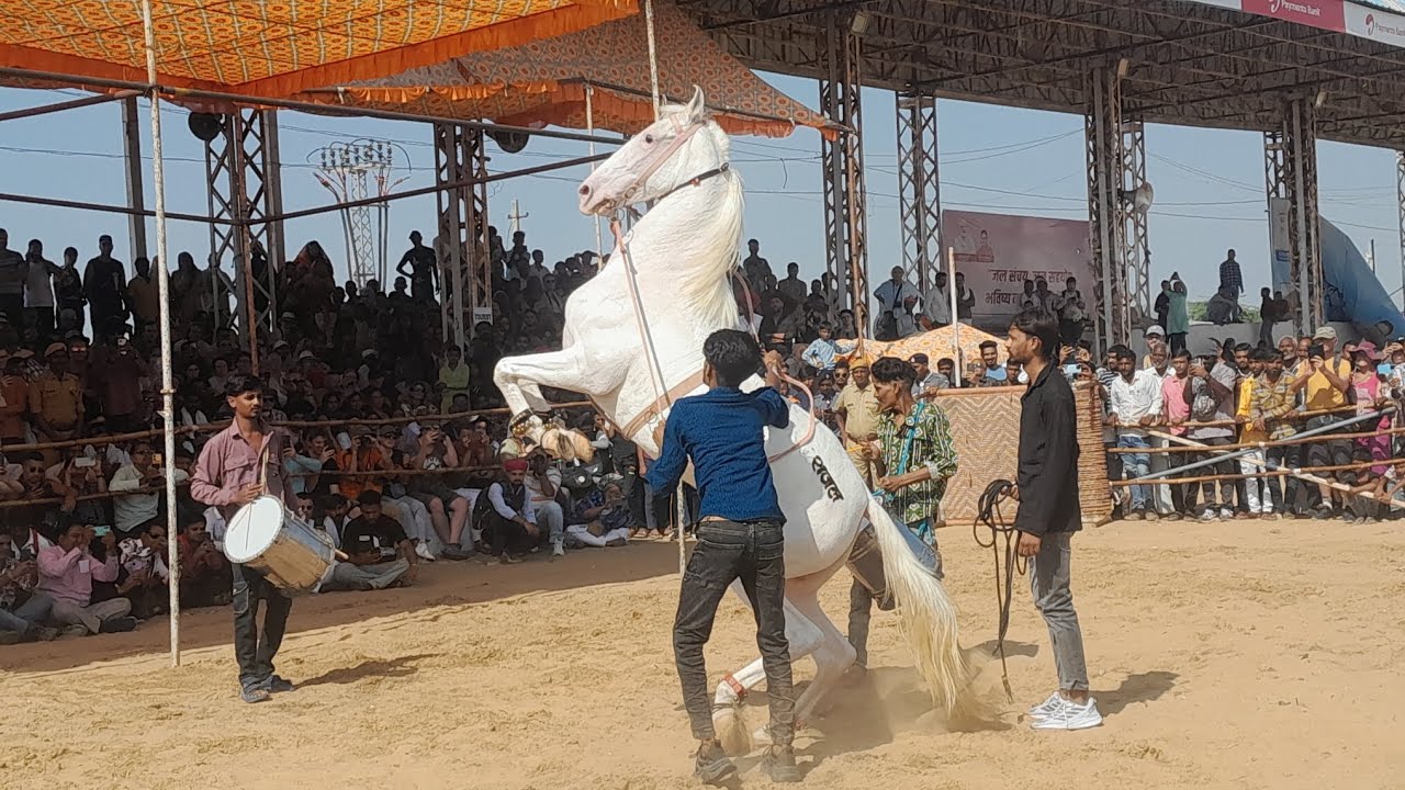 Horse Dance Compidition pushkar mela || पुष्कर मेले में घोड़े का डांस प्रोग्राम लाखों लोग आए देखने |