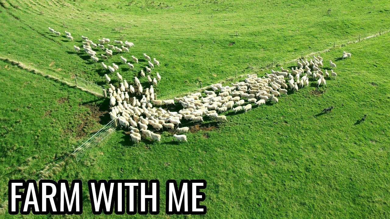 Checking The Sheep - Fly With Me