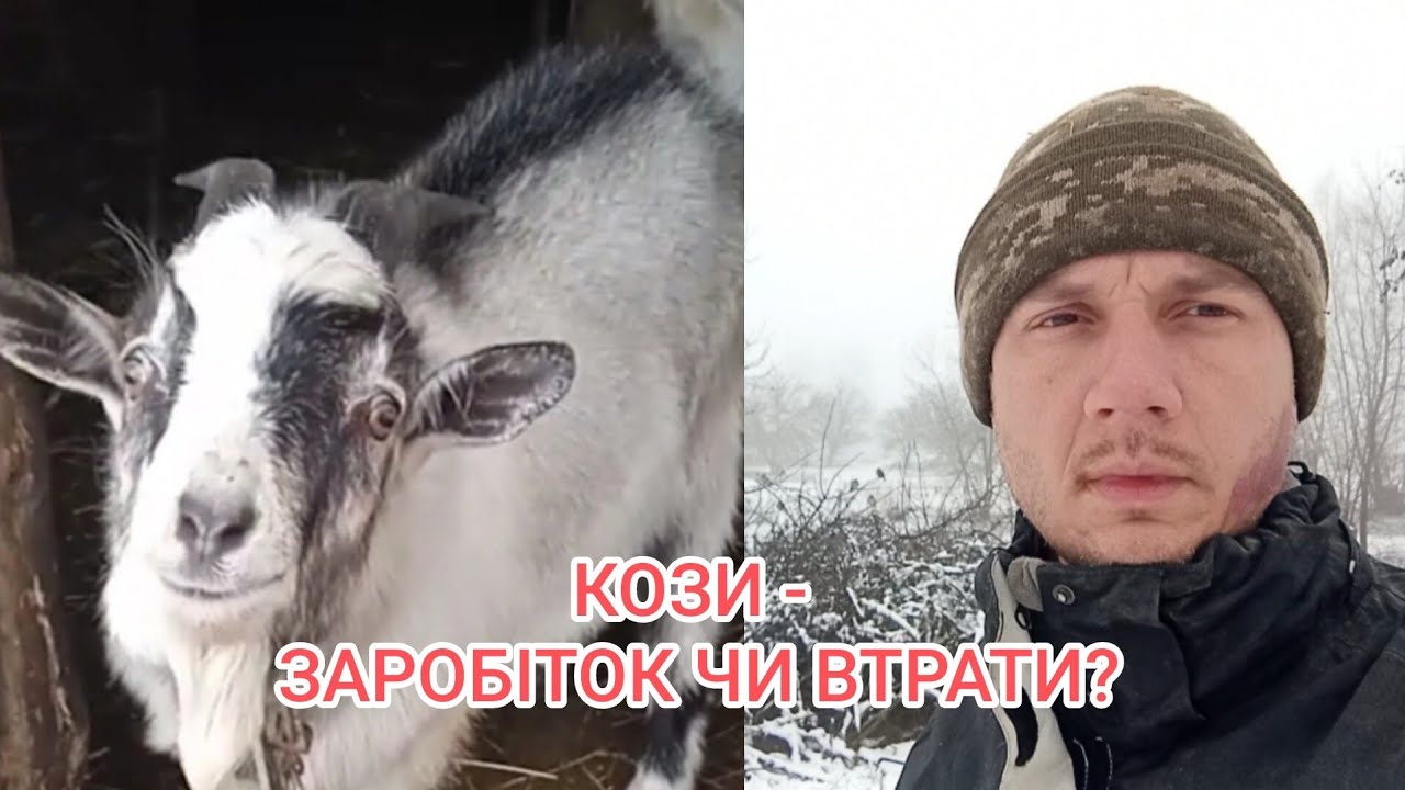 Чесно про бізнес на Козах! Чи ВИГІДНО тримати Кіз? Наш реальний досвід: породи, переваги та недоліки