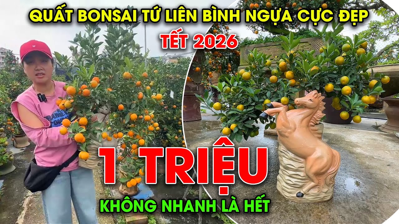 TẾT 2026 | QUẤT BONSAI CHẬU NGỰA CỰC ĐẸP TẠI VƯỜN TỨ LIÊN KHÔNG NHANH LÀ HẾT