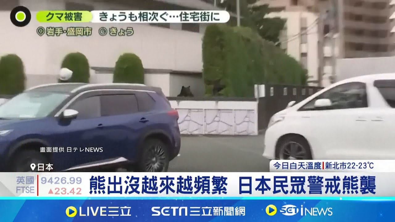 遇熊襲怎自保? 日專家:趴臥保護頭臉頸 日本熊襲凶殘化! 經常鎖定人類