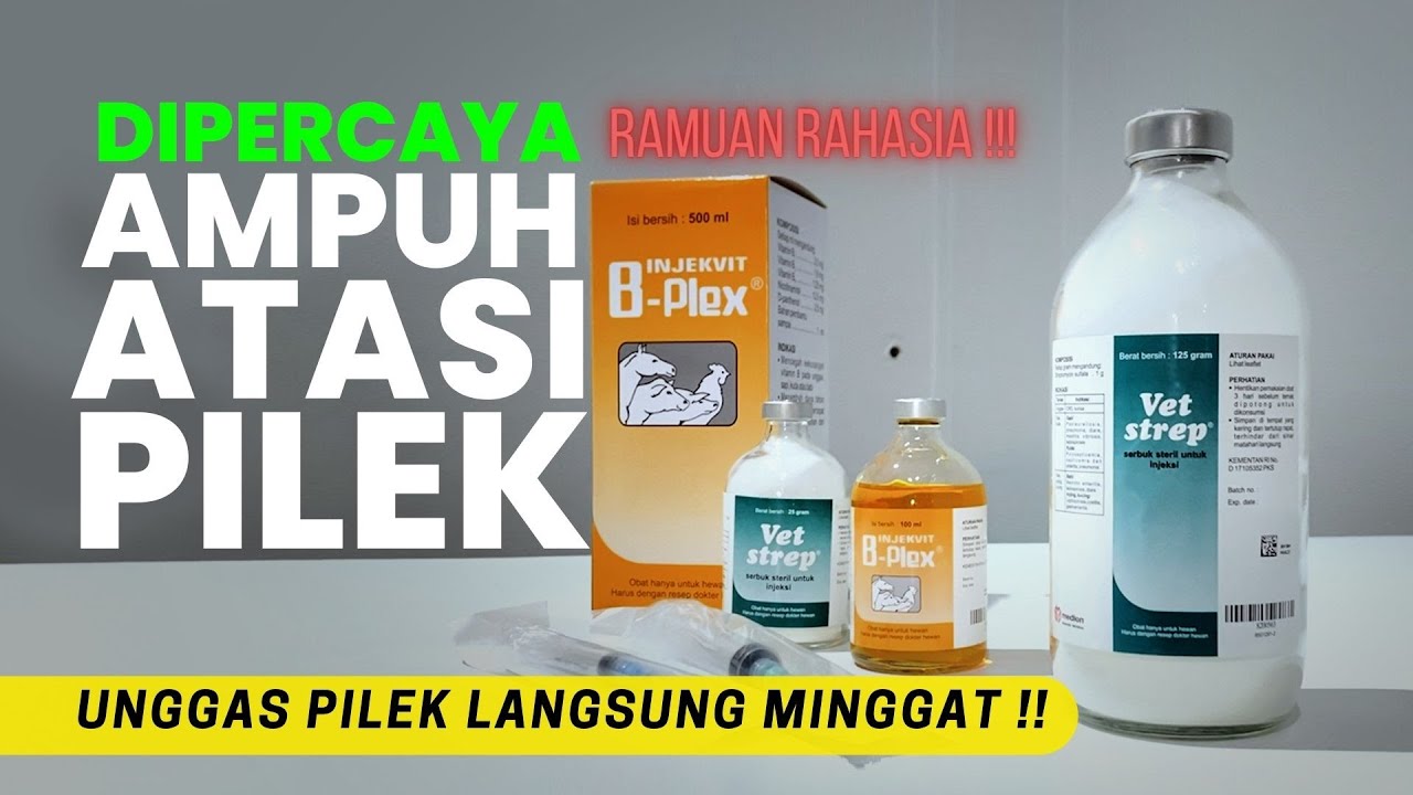 AYAM ANDA PILEK PARAH??? INI RAHASIANYA | REVIEW VET STREP DAN INJEKVIT B-PLEX