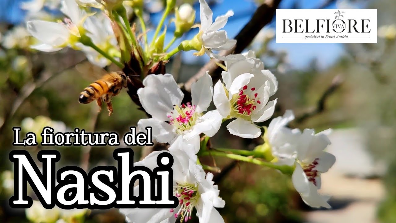 Il NASHI, frutto poco conosciuto ma senz'altro degno di merito!