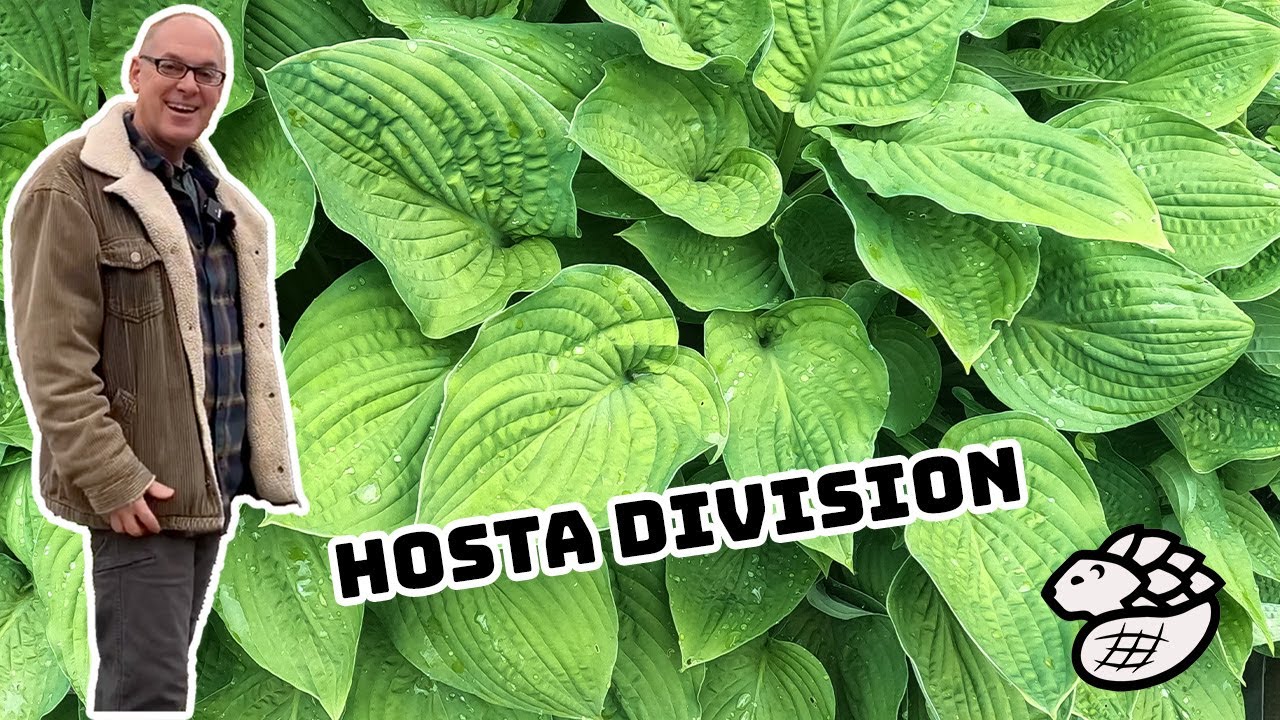 How to propagate Hosta // Amazing Hack // Get 4X more plants