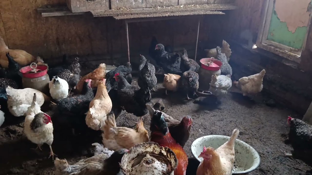 Куры и курятник 🐔🐓 Ответ на комментарий 💬 🤔
