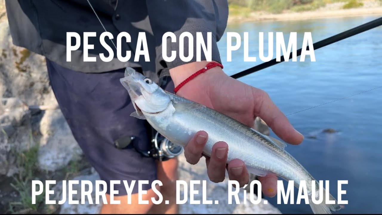 Pesca de pejerrey en el Río Maule, mucho pique estuvimos tirando con masa carnada muy efectiva 👌🏻🔥