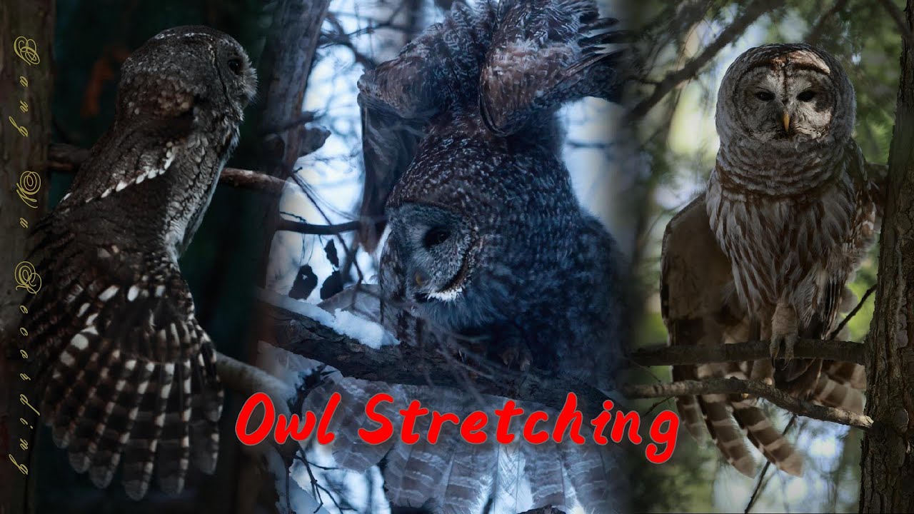 Owl Stretching