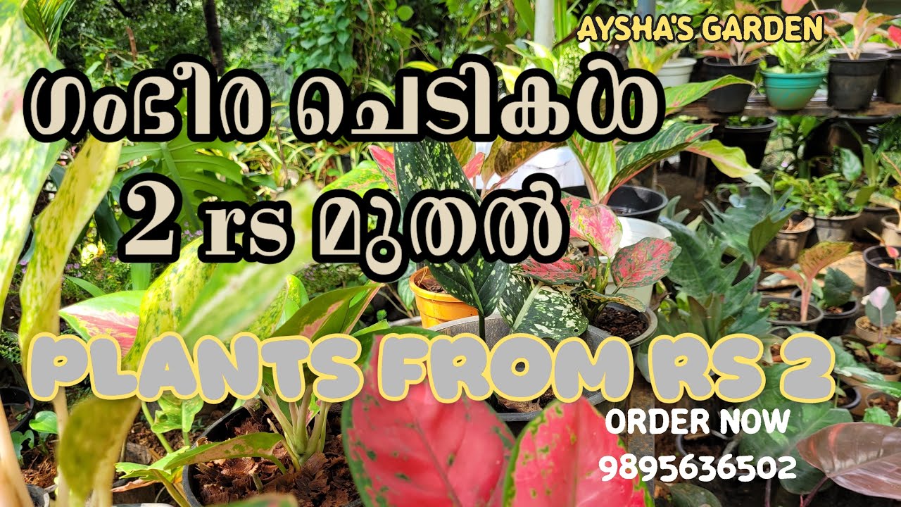 2 രൂപ മുതൽ ഗംഭീര ചെടികൾ |AYSHAS GARDEN 