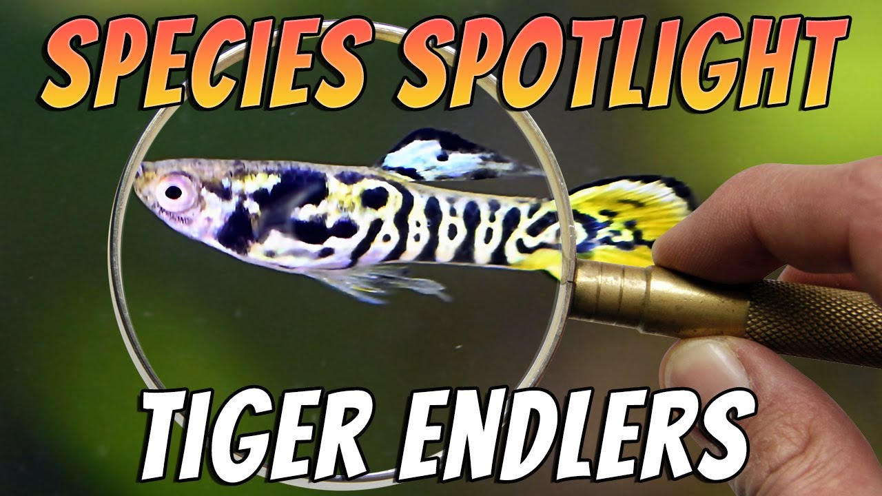 Tiger Endler Guppies (Poecilia wingei / Poecilia reticulata) Aquarium Fish Species Profile & Care