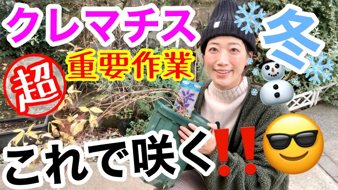 【クレマチス】冬の重要作業👉「剪定」「植え替え」「寒肥」/ 超シンプルな剪定 / タイプ別に3つの植え替え / 鉢と地植えで行う寒肥/ 適期は冬ですよ☃️【ガーデニング】