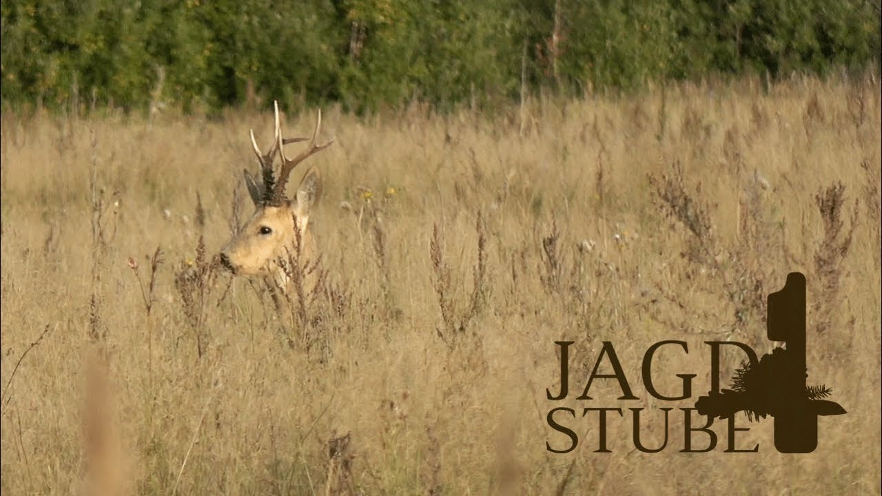 Teil 2 - Jagd auf den Sibirischen Rehbock