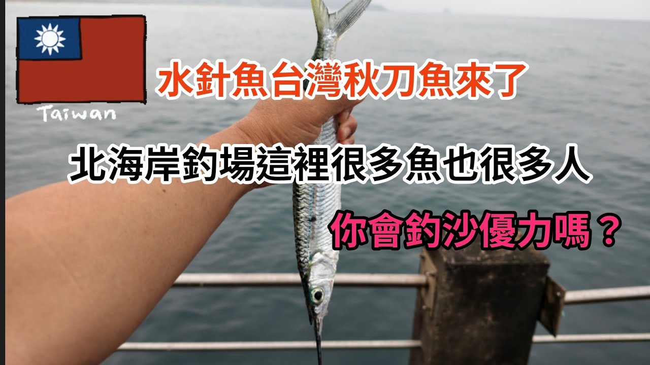 台灣釣魚樂（133）水針魚台灣秋刀魚來了北海岸釣場這裡很多魚也很多人你會釣沙優力嗎？#釣魚