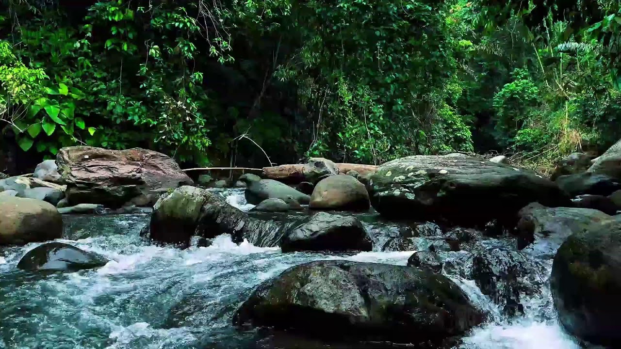 Jungle Stream Rushing Through Stones – Real River Sound for Sleep & Focus