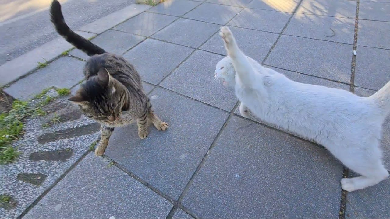 When this White Cat gets Angry all the cats run away from her she's a Psycho.