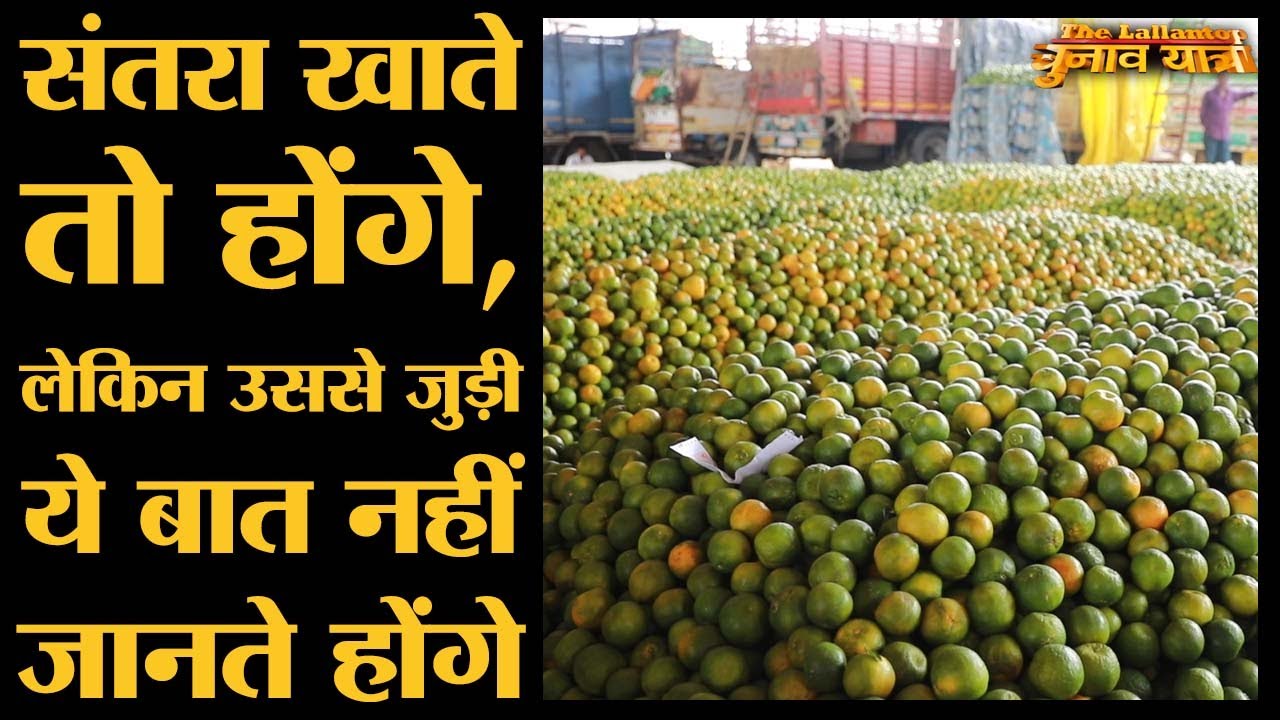Nagpur Orange Market में Farmers और Traders क्या कह रहे हैं | Maharashtra Elections